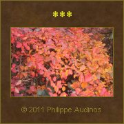 Image n59 - Feuillages d'automne
