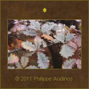 Image n63 - Quelques feuilles de htre