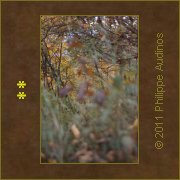 Image n67 - Flou sur fond net