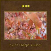 Image n70 - Feuilles douces roses, marron et vertes