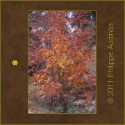 Image n73 - Petit arbre aux feuilles rousses et dores