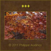 Image n75 - Feuilles rousses et dores