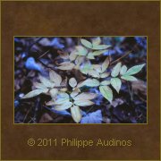 Image n81 - Feuilles abmes dans l'ombre