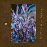 Image n82 - Bouquet de feuilles mortes