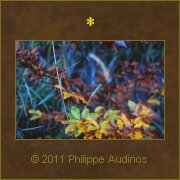 Image n85 - Rythmes d'automne