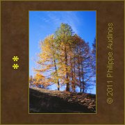 Image n96 - Mlzes jaune, vert et orange