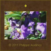 Image n2 - Dbris de fleurs