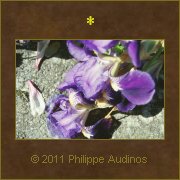 Image n4 - Dbris de fleurs