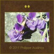 Image n5 - Dbris de fleurs