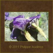 Image n6 - Dbris de fleurs