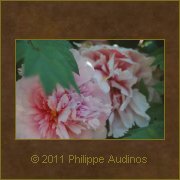 Image n8 - Rose et blanc
