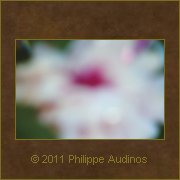 Image n15 - Trop floue