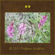 Image n18 - Orchis sauvages