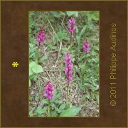 Image n19 - Orchis sauvages