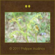 Image n20 - Fougres