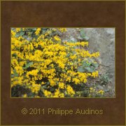 Image n23 - Petites fleurs jaunes