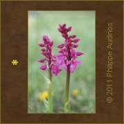 Image n26 - Orchis sauvages