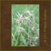 Image n29 - Piquants desschs