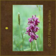 Image n30 - Orchis sauvage