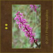 Image n31 - Orchis sauvages