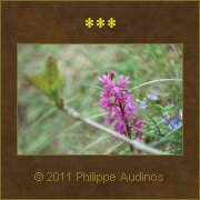 Image n32 - Orchis sauvage