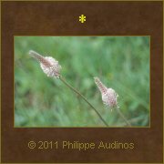 Image n35 - Herbes des montagnes