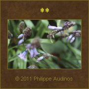 Image n40 - Petites clochettes