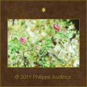 Image n41 - Fleurs de trfle