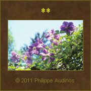 Image n43 - Pergola fleurie (dtail)