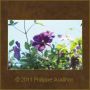 Image n44 - Fleurs violettes