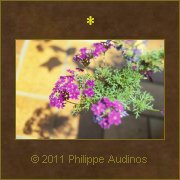 Image n47 - Petites fleurs violettes