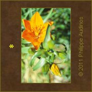 Image n52 - Lys orang