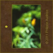 Image n54 - Vert flou orang