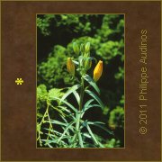 Image n55 - Lys orang
