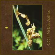 Image n57 - Fleurs dessches