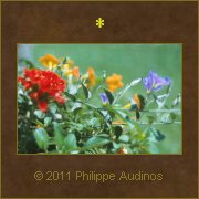 Image n59 - Bac de fleurs