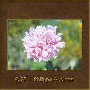 Image n60 - Rose lumineux