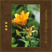 Image n65 - Fleur de lis floue