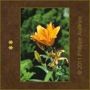 Image n66 - Fleur de lis orange