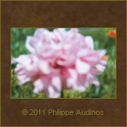 Image n67 - Fleur rose et floue