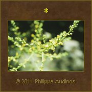 Image n76 - Bourgeons dans la lumire