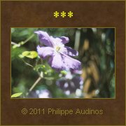Image n82 - Mauve innond de lumire