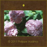 Image n83 - Hortensias