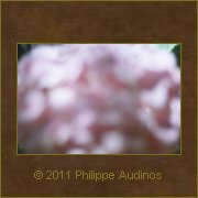 Image n84 - Hortensias