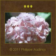 Image n85 - Fleurs d'hortensia rose