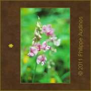 Image n90 - Orchide sauvage