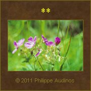 Image n95 - Vert et mauve