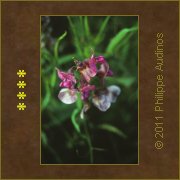Image n97 - Orchide sauvage rose et bleue