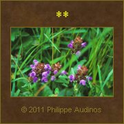 Image n99 - Petites fleurs violettes