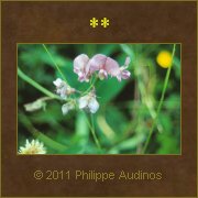 Image n100 - Orchide sauvage dcolore